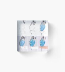Parakeet - From Sketch to Portrait Acrylic Block