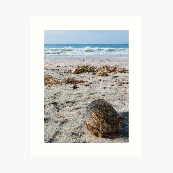 Coconut on the beach, Montezuma, Ecuador Art Print