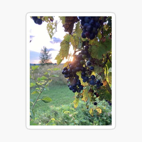 Item preview, Grapevines at Sunset designed and sold by Bridget Swanson.