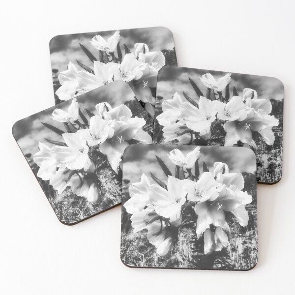 Item preview, Hookers Evening Primrose Flowering designed and sold by Marco Sales.