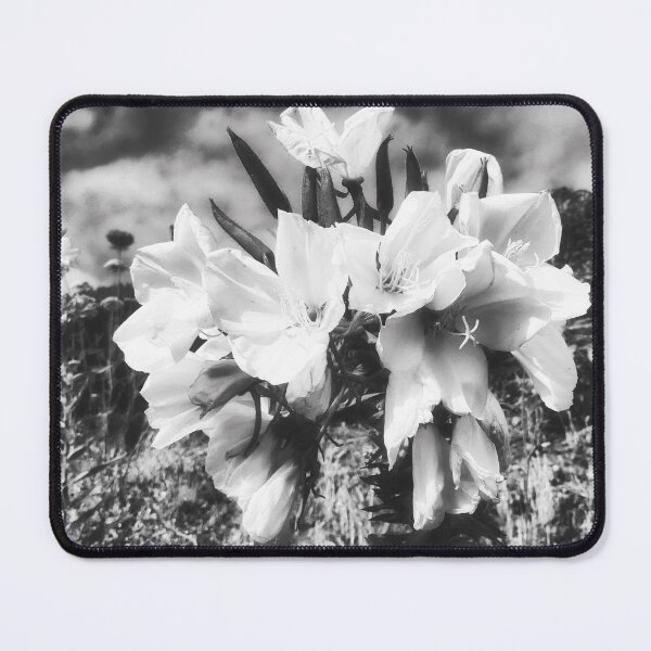Item preview, Hookers Evening Primrose Flowering designed and sold by Marco Sales.