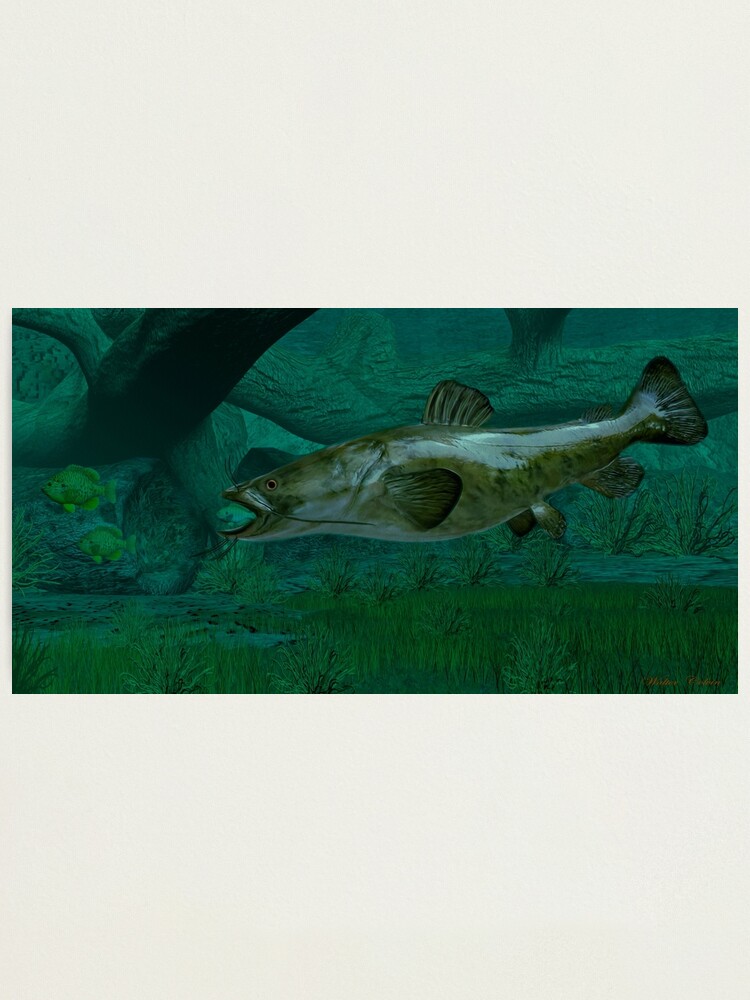 Flathead Catfish Photographic Print for Sale by Walter Colvin