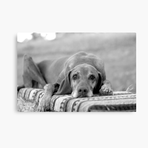 Old Dog Canvas Print