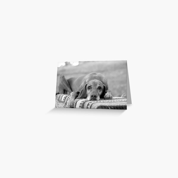 Old Dog Greeting Card