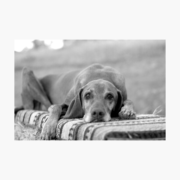 Old Dog Photographic Print