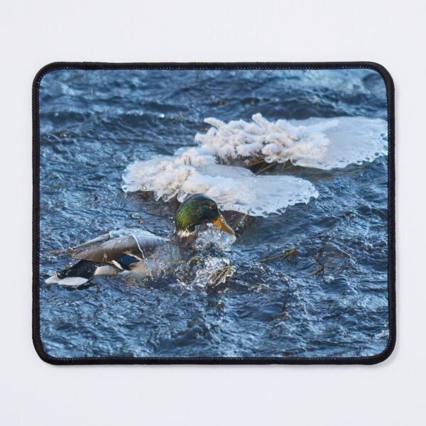 Item preview, Covered. Mallard designed and sold by Jouko Lehto Photography.