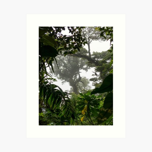 Lush rainforest jungle trees in the mist, Monteverde, Ecuador Art Print