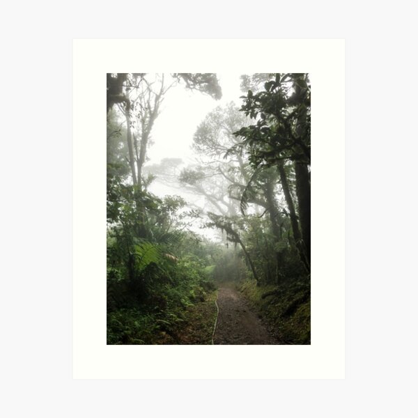 Path through misty forest in the clouds, Monteverde, Ecuador Art Print