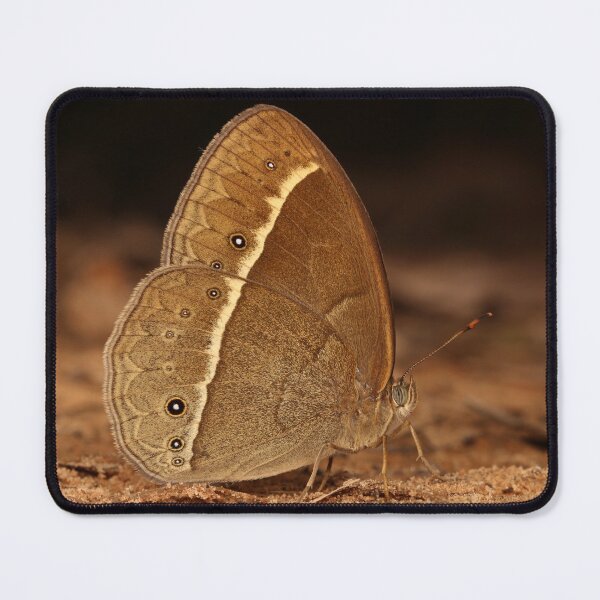 Item preview, Bushbrown Butterfly designed and sold by itchydogimages.