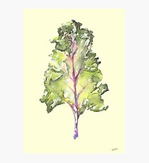 Kale! Photographic Print