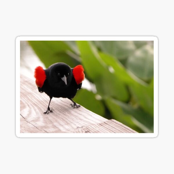 Item preview, Red wing blackbird puff designed and sold by Easley-Does-It.