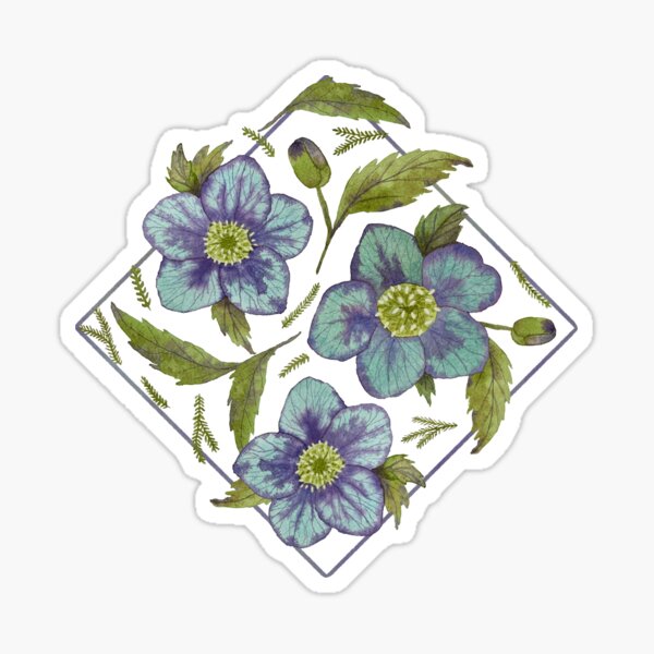 Watercolor Hellebore flowers in blue and purple Sticker