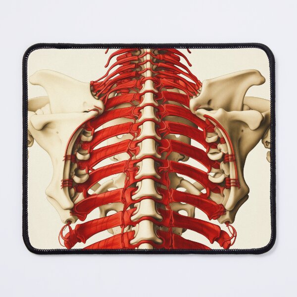 Item preview, The Body - Ribcage designed and sold by theblueofmyeye.