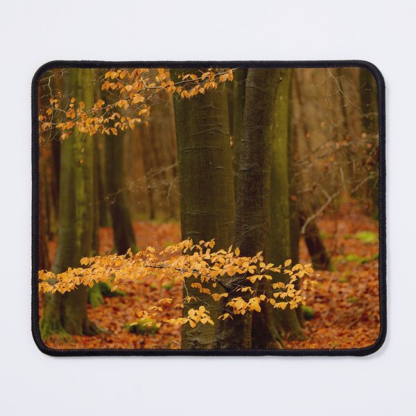 Item preview, Digital photograph of beech woodland in Autumn designed and sold by SimonJohnson1.
