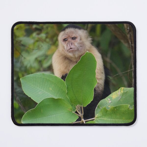 Item preview, Capuchin Monkey on a limb from Panama designed and sold by Easley-Does-It.