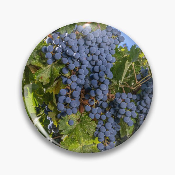 Artikelvorschau, Cabernet Sauvignon Bounty entworfen und verkauft von Betty Sederquist.