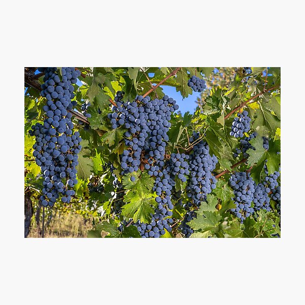 Item preview, Cabernet Sauvignon Bounty designed and sold by Betty Sederquist.