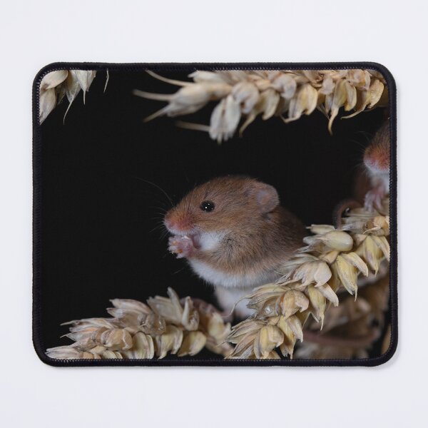 Item preview, Harvest Mice on a Corn Stalk designed and sold by RedGrouse.