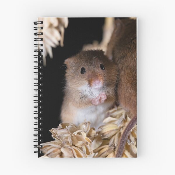 Item preview, Harvest Mice wash whiskers on a corn stalk designed and sold by RedGrouse.