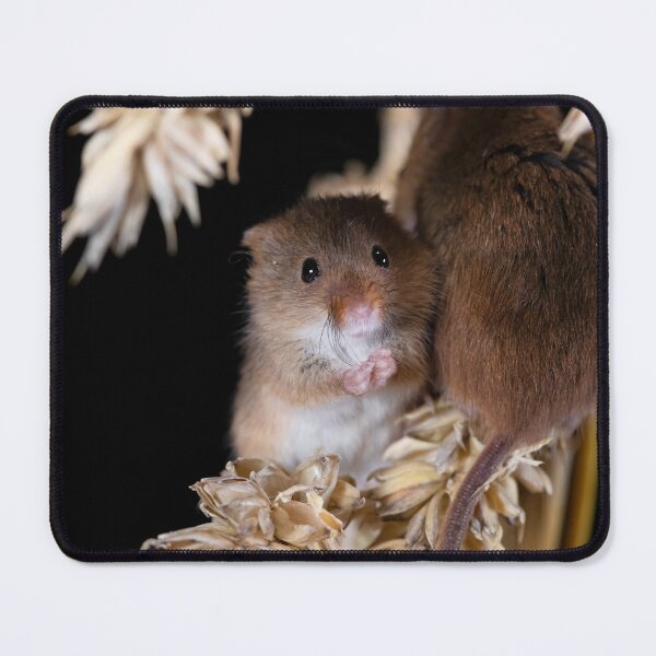 Item preview, Harvest Mice wash whiskers on a corn stalk designed and sold by RedGrouse.