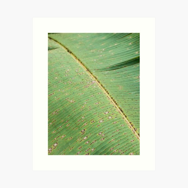 Green leaf texture detail, Ecuador Art Print