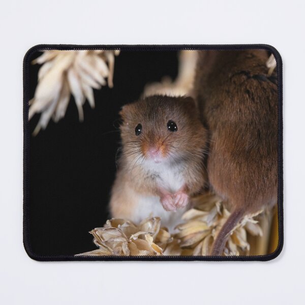 Item preview, Harvest Mice on a Corn Stalk designed and sold by RedGrouse.