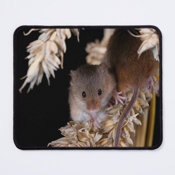 Item preview, Harvest Mice on a Corn Stalk designed and sold by RedGrouse.