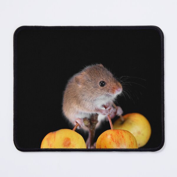 Item preview, Harvest Mouse on a Crab Apple branch designed and sold by RedGrouse.