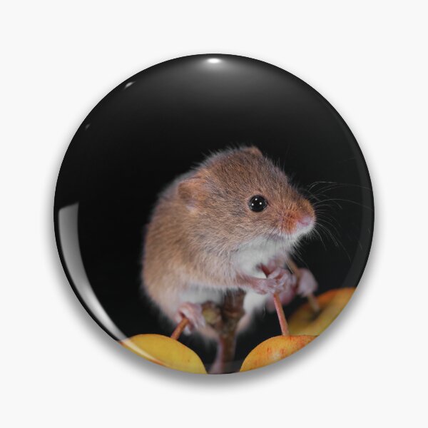 Item preview, Harvest Mouse on a Crab Apple branch designed and sold by RedGrouse.