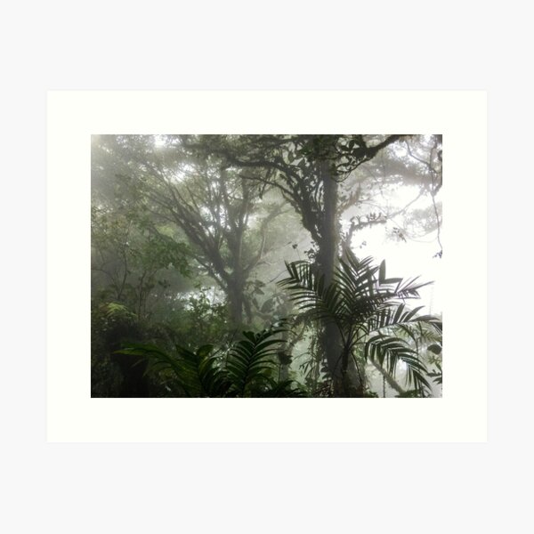 Lush jungle rainforest vegetation, Monteverde, Ecuador Art Print