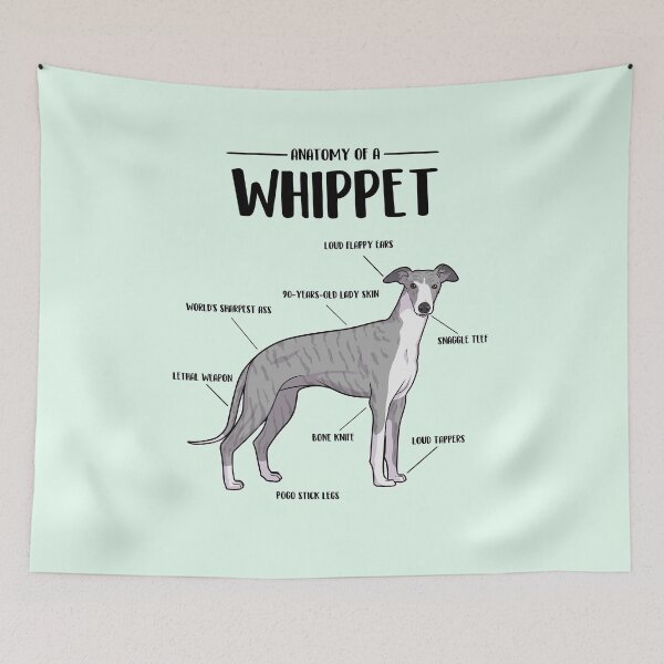 Artikelvorschau, Anatomie eines Whippets entworfen und verkauft von Iluvmygreyhound.