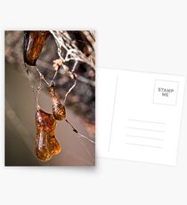 Amber of Damoclese Postcards