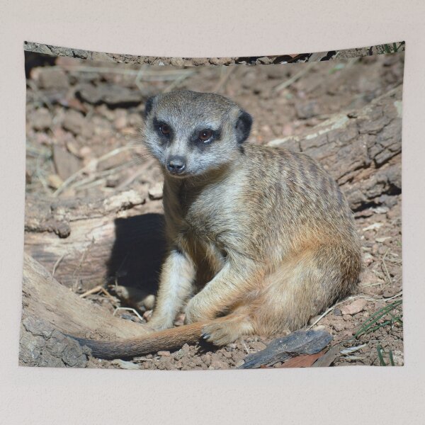Item preview, Meerkat designed and sold by Savannah Gibbs.