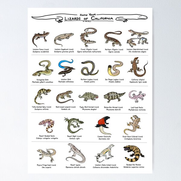 Item preview, Lizards of California designed and sold by KetrinaDrawsALot.