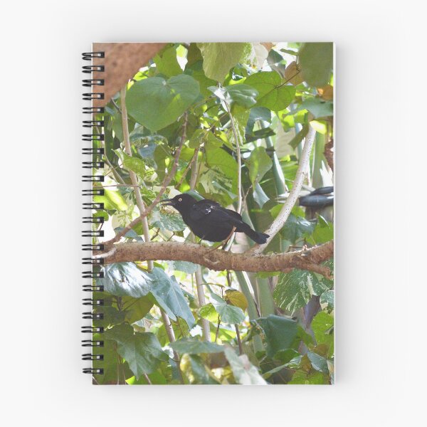 Item preview, Boat-tailed Grackle designed and sold by Nature's Reflections.