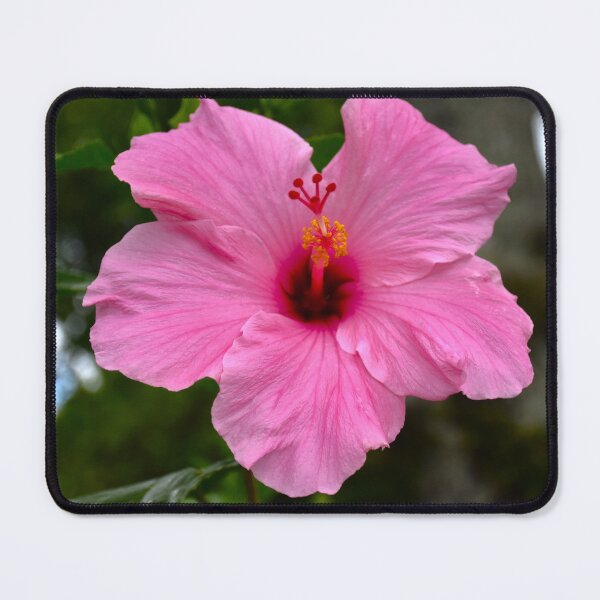 Item preview, Pink Hibiscus Bloom designed and sold by MercerImages.