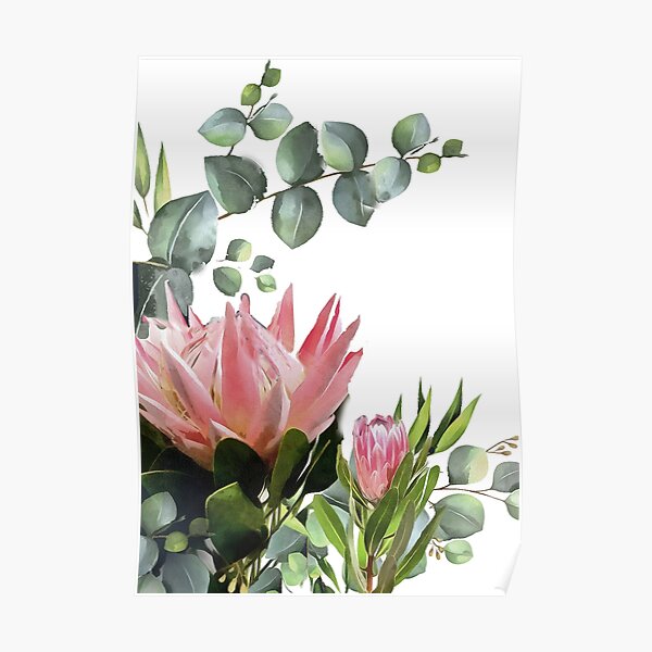 protea white Poster