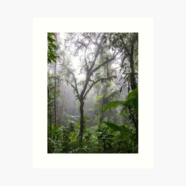 Tree silhouette in the cloud forest of Monteverde, Ecuador Art Print