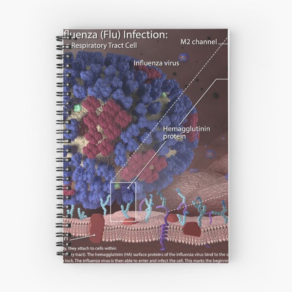 Item preview, STK701452H-Beginning stages of an influenza (flu) infection designed and sold by StocktrekImages.