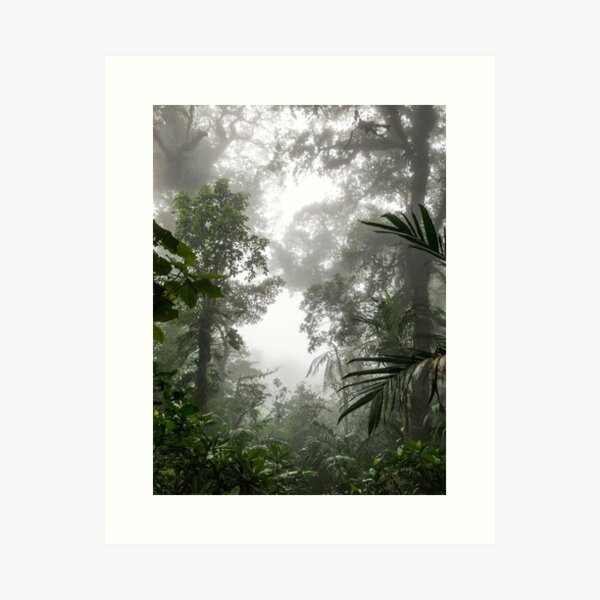 Tree silhouettes in the cloudy misty forest, Monteverde, Ecuador Art Print