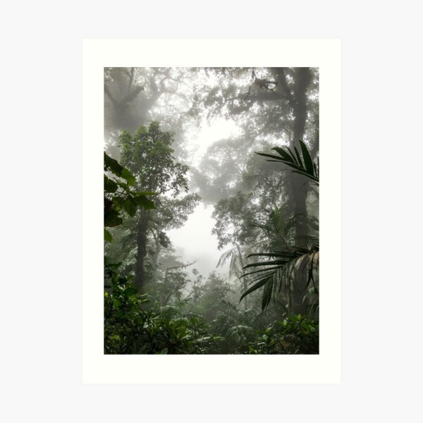 Tree silhouettes in the cloudy misty forest, Monteverde, Ecuador Art Print