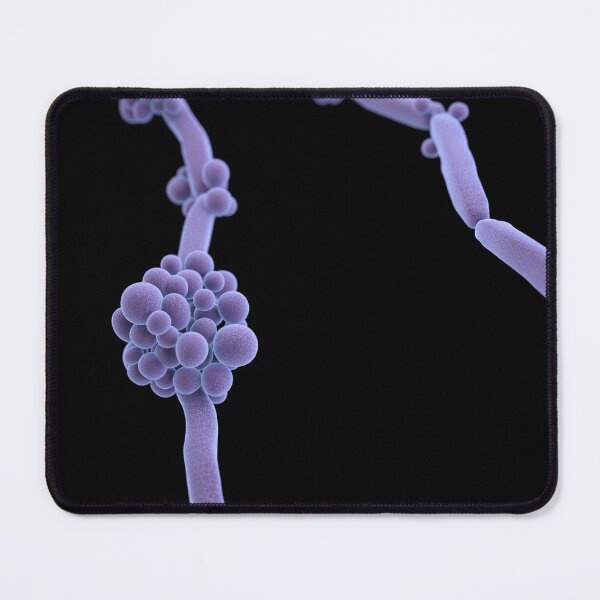 Item preview, STK701454H-3D illustration of Candida. designed and sold by StocktrekImages.