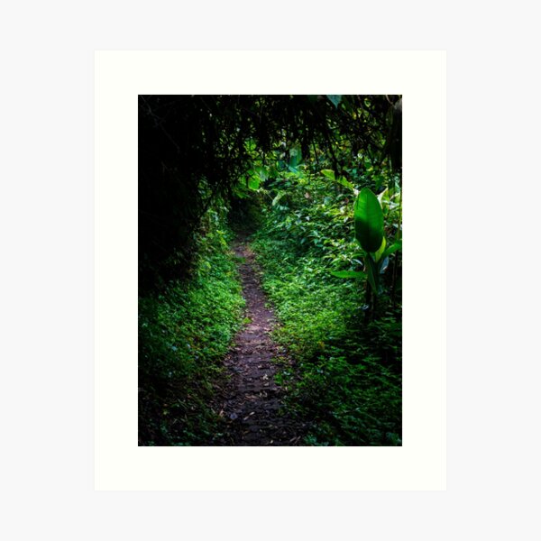 Dark jungle path in the rainforest, Monteverde, Ecuador Art Print