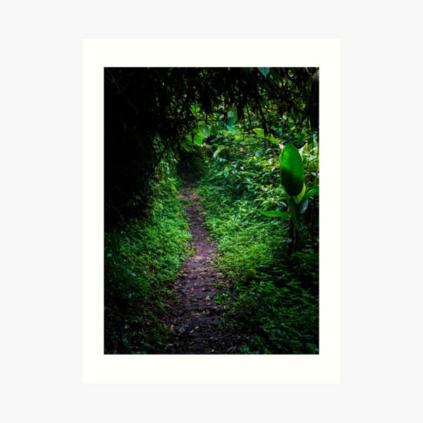 Dark jungle path in the rainforest, Monteverde, Ecuador Art Print