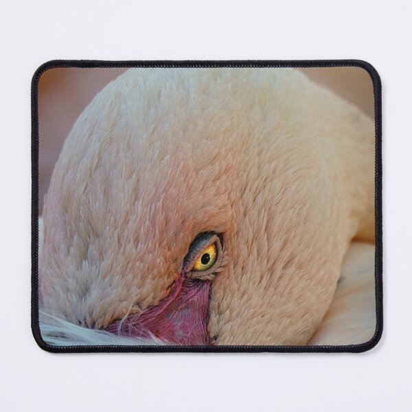 Item preview, Swan's deep gaze designed and sold by fotoryum.