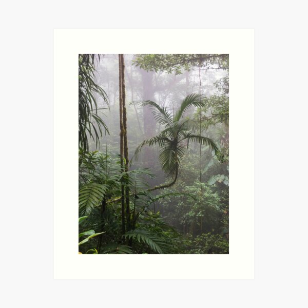 Angled tree branch in jungle cloud forest, Monteverde, Ecuador Art Print