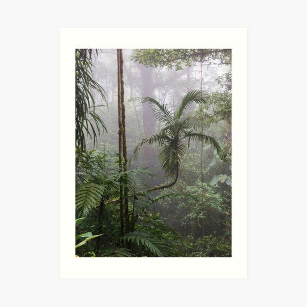 Angled tree branch in jungle cloud forest, Monteverde, Ecuador Art Print