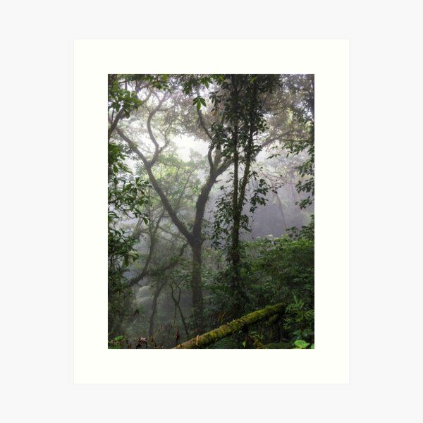 Trees in the jungle rainforest, Monteverde, Ecaudor Art Print