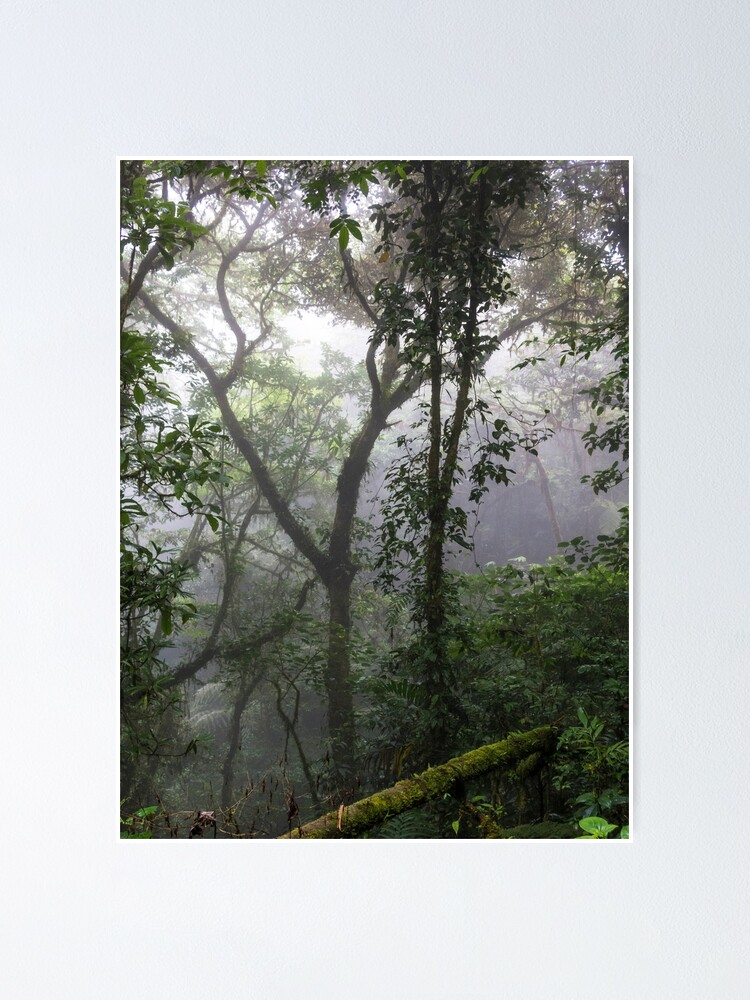 Póster «Árboles en la jungla selva, Monteverde, Ecaudor» de kpander |  Redbubble