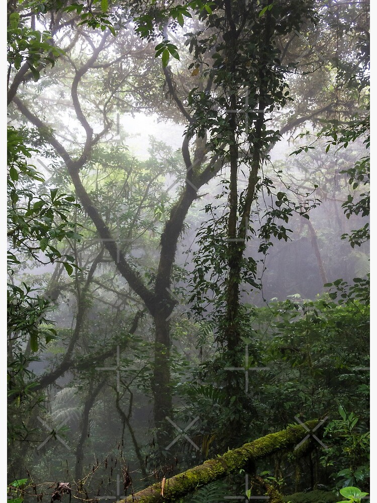 Lámina rígida «Árboles en la jungla selva, Monteverde, Ecaudor» de kpander  | Redbubble